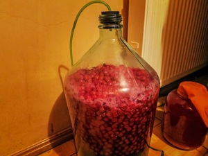 Этапы производства вина Самодельный способ приготовления вина