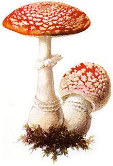 muhomor