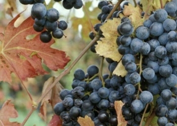 Вино Ламбруско (lambrusco) – итальянский аналог шампанского