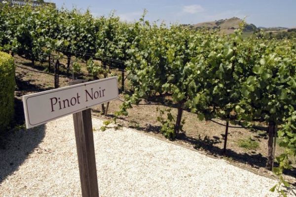 Вино «Пино нуар (pinot noir)» – особенности и культура употребления